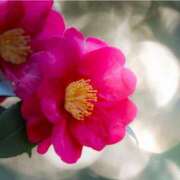 南条玲子 またまた プルデリR40