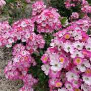 ヒメ日記 2025/11/05 12:49 投稿 ちひろ 即アポ奥さん～浜松店～