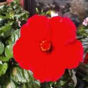 ヒメ日記 2025/11/05 16:14 投稿 ちひろ 即アポ奥さん～浜松店～