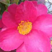 ちひろ ありがとうございました 即アポ奥さん～浜松店～