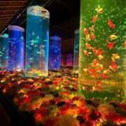 ヒメ日記 2025/12/22 19:22 投稿 あさみ 池袋人妻ヒットパレード（シンデレラグループ）