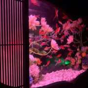 ヒメ日記 2026/02/17 19:46 投稿 あさみ 池袋人妻ヒットパレード（シンデレラグループ）