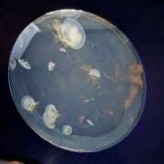 ヒメ日記 2026/02/10 17:40 投稿 楠りあ セカンドパートナー