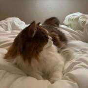 ヒメ日記 2025/11/25 20:36 投稿 なるせ 妖精（ようせい）