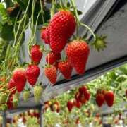 ヒメ日記 2026/02/09 16:35 投稿 なるせ 妖精（ようせい）