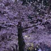 ヒメ日記 2026/04/01 10:35 投稿 なるせ 妖精（ようせい）