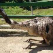 吉浜こと 明日 THE痴漢電車.com