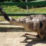 吉澤こと 明日 全裸美女からのカゲキな誘惑