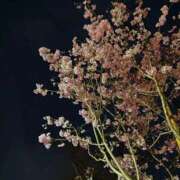 ヒメ日記 2026/03/21 10:01 投稿 こゆき 東京人妻セレブリティ（ユメオト）