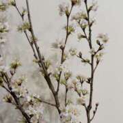 ヒメ日記 2026/03/31 11:15 投稿 こゆき 東京人妻セレブリティ（ユメオト）