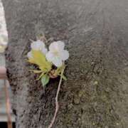 ヒメ日記 2026/04/11 13:00 投稿 こゆき 東京人妻セレブリティ（ユメオト）