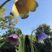 ヒメ日記 2026/04/12 19:54 投稿 こゆき 東京人妻セレブリティ（ユメオト）