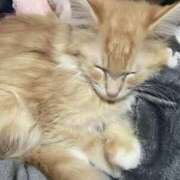 ヒメ日記 2025/12/08 23:01 投稿 るな チューリップ仙台店