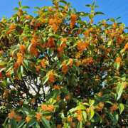 ヒメ日記 2025/11/08 15:12 投稿 弦巻梢 プルデリR40