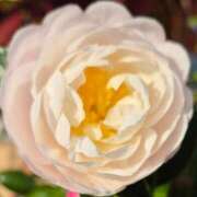 ヒメ日記 2025/11/11 12:07 投稿 弦巻梢 プルデリR40