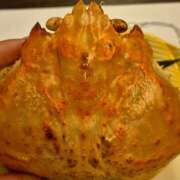 ヒメ日記 2025/11/15 23:24 投稿 弦巻梢 プルデリR40