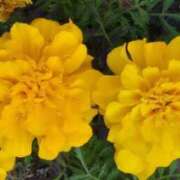 ヒメ日記 2025/11/24 13:26 投稿 弦巻梢 プルデリR40