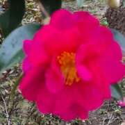 ヒメ日記 2026/01/10 07:15 投稿 弦巻梢 プルデリR40