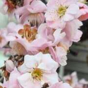 ヒメ日記 2026/02/27 11:24 投稿 弦巻梢 プルデリR40