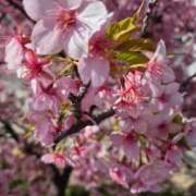 ヒメ日記 2026/03/10 14:01 投稿 弦巻梢 プルデリR40