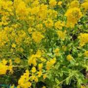 ヒメ日記 2026/03/12 08:09 投稿 弦巻梢 プルデリR40