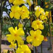 ヒメ日記 2026/03/23 07:52 投稿 弦巻梢 プルデリR40
