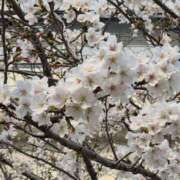 ヒメ日記 2026/03/31 13:18 投稿 弦巻梢 プルデリR40