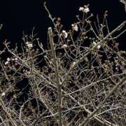 ももな 奇行 One More奥様　厚木店