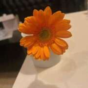 ヒメ日記 2025/12/02 16:55 投稿 妖精【フェアリー】 ピンクコレクション大阪