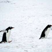 ほのか 冬ですね☃️ 花嫁気分福島店
