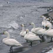 ほのか ほのかです♡ 花嫁気分福島店