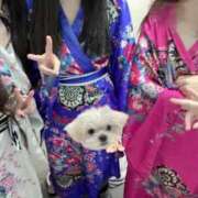 ヒメ日記 2025/12/29 00:14 投稿 つばき いざ候 別館