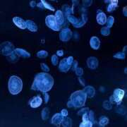 ヒメ日記 2025/12/10 19:48 投稿 綾波おとは お姉さんCLUB