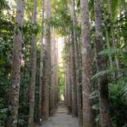 ヒメ日記 2025/12/31 04:35 投稿 黒木 HERMINE-エルミネ-