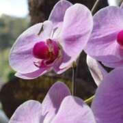 ヒメ日記 2026/01/14 08:38 投稿 黒木 HERMINE-エルミネ-