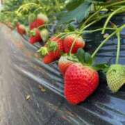 ヒメ日記 2026/01/27 08:10 投稿 黒木 HERMINE-エルミネ-