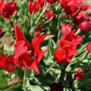 ヒメ日記 2026/02/24 00:26 投稿 黒木 HERMINE-エルミネ-