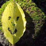 ヒメ日記 2026/03/03 07:46 投稿 黒木 HERMINE-エルミネ-