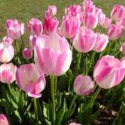 ヒメ日記 2026/03/05 07:43 投稿 黒木 HERMINE-エルミネ-