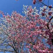 ヒメ日記 2026/04/01 07:42 投稿 黒木 HERMINE-エルミネ-