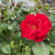 ヒメ日記 2026/04/30 11:46 投稿 黒木 HERMINE-エルミネ-