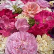 ヒメ日記 2026/05/04 11:33 投稿 黒木 HERMINE-エルミネ-