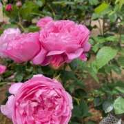 ヒメ日記 2026/05/05 13:14 投稿 黒木 HERMINE-エルミネ-