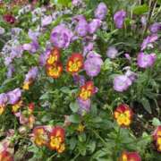ヒメ日記 2026/05/12 07:28 投稿 黒木 HERMINE-エルミネ-