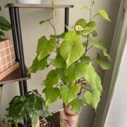 ヒメ日記 2026/07/13 10:12 投稿 黒木 HERMINE-エルミネ-