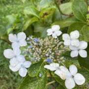 ヒメ日記 2026/08/07 10:34 投稿 黒木 HERMINE-エルミネ-