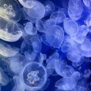 ヒメ日記 2025/11/22 09:02 投稿 橘　由梨・即尺痴女 Eternity～若妻の悪戯～（エタニティー）