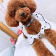 ヒメ日記 2025/11/05 22:29 投稿 ももか 山梨デリヘル 絆