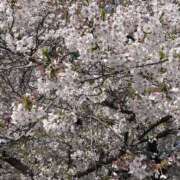 ヒメ日記 2026/04/20 17:29 投稿 はれ 迷宮の人妻 古河・久喜発