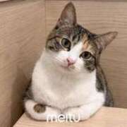 みく ^т⩊т^ 東京リップ 池袋店